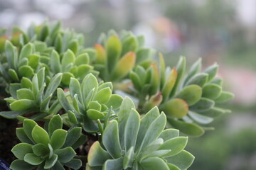 Cactus Echveria succulent houseplant growing in the pot