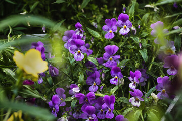 Pansies flowers bright lilac spring colors on a lush green background. Pansies in the garden