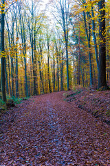 Path through fall forest covered with leaves