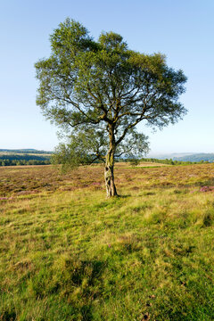 Solitary tree standing on Lawrence Field, Derbyshire