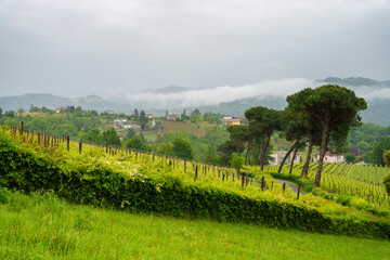 Obraz premium Vineyards of Monferrato near Acqui Terme at springtime
