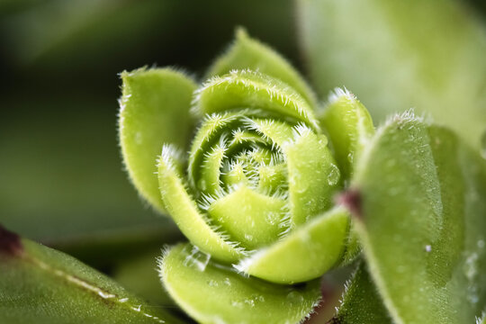 Closeup green leaf of succulent plant with soft focus and blurred flora background ,macro image