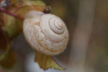 snail on leaf