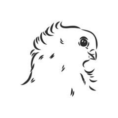 Realistic hand drawn dove. Vector illustration or element for your design.