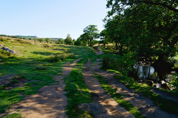 Summer morning in Padley Gorge beside Burbage Brook