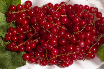 Bunches of fresh harvested red currant berries on its green leaves