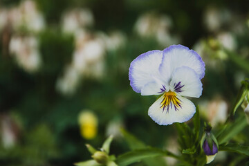 Blue with white flower pansy close-up. One flower on a green background with copy space.