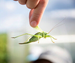 A child's hand holds a caught grasshopper by the wings.