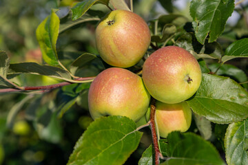 Red Pomegranate Harvest at Tree in Sunny day