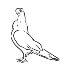 Realistic hand drawn dove. Vector illustration or element for your design.