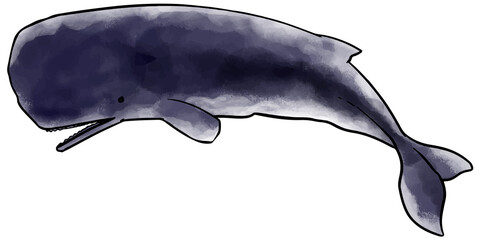watercolor style sperm whale hand drawn vector illustration.