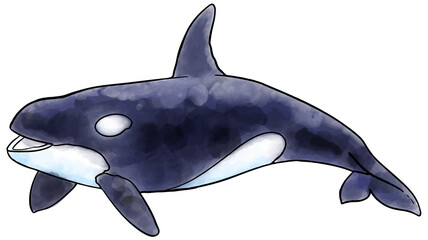 watercolor style killer whale orca hand drawn vector illustration. © puruan