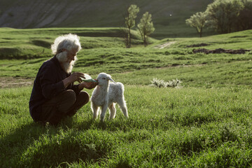 A gray-haired shepherd lovingly feeds a newborn lamb with milk from a glass bottle with a nipple in...