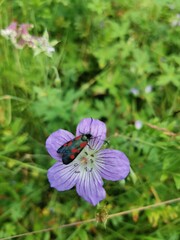bee on a flower
