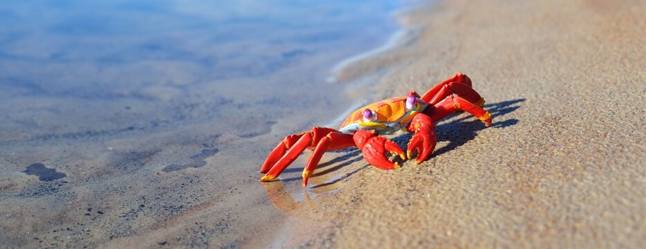 Colorful red toy crab on a sandy beach, close-up. Baltic sea, Latvia. Childhood, educational toys, science, biology concepts