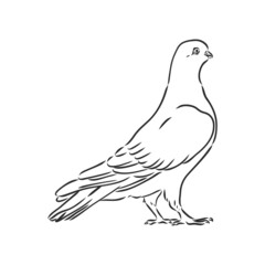 Realistic hand drawn dove. Vector illustration or element for your design.