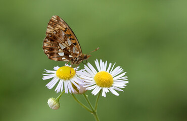 Violet Fritillary