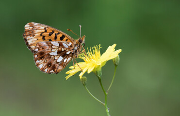 Violet Fritillary