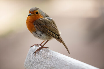 Robin