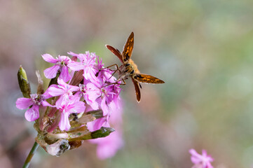 Large Skipper