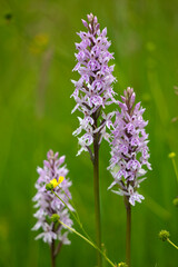 Fototapeta premium Orchids growing in grassland, Somerset, UK