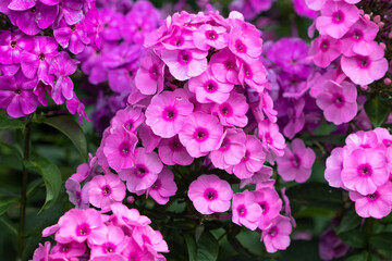 pink Flammenblumen Makro Phlox paniculata
