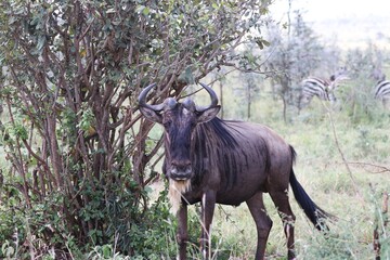Beautiful Animals Game of Africa – Wildebeest