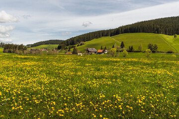Blühende Löwenzahnwiese und Bauernhöfe im Schwarzwald, Jostal bei Titisee-Neustadt,...