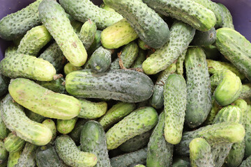 Fresh gherkins for pickles