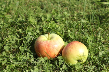 apples on grass