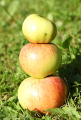 Naklejka na ściany i meble apples in the garden, on the grass, apple snowman