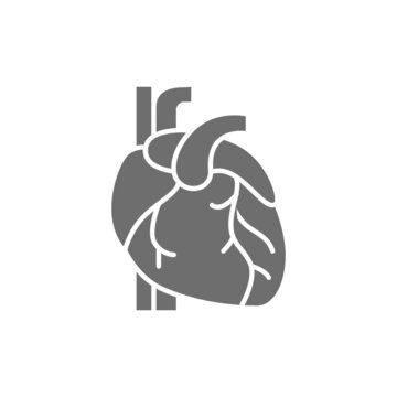 Heart, artery, vein, human organ grey icon.