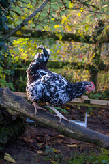 Chicken