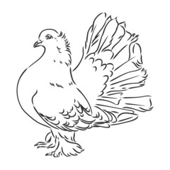 Realistic hand drawn dove. Vector illustration or element for your design.