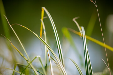 green abstract blurred background with stems of grass, horizontal