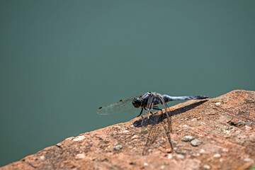blue dragonfly lays eggs in a pond sitting on a stone bridge, summer day.