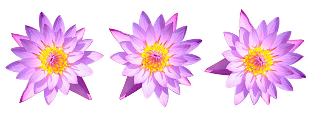 Lotus flowers isolated on white. Collage. Wide photo.