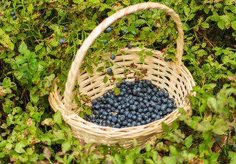 Fresh organic ripe blueberries in a wicker basket among the bushes in the woods in summer, close up