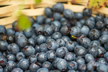 Fresh organic ripe blueberries in a wicker basket with green leaves, close up