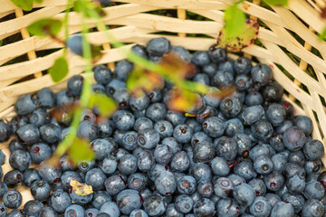 Fresh organic ripe blueberries in a wicker basket with green leaves, close up