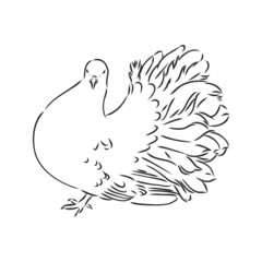 Realistic hand drawn dove. Vector illustration or element for your design.