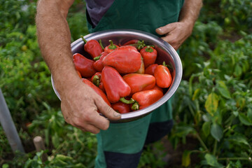 Close up mature man rough hands holding a bowl with red paprika on backyard garden. Proud Caucasian man farmer harvesting vegetables.