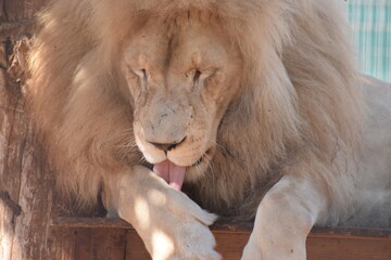 Naklejka premium Licking wounds