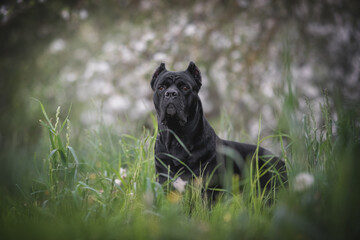 A massive black Cane Corso with cropped ears stands among the green grass against the backdrop of white spring flowering trees. Blurred background