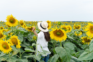 Woman with hat walking in sunflowers field