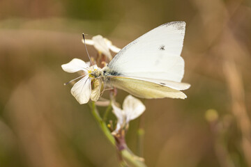 Fototapeta premium white butterfly on wildflowers in summer