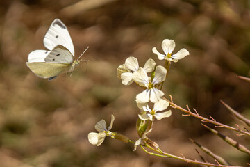 white butterfly on wildflowers in summer