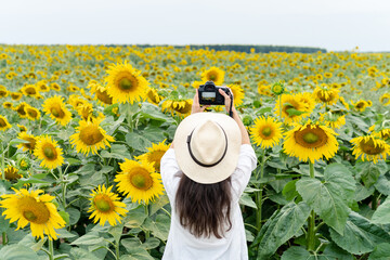 Photographer taking pictures of sunflower field