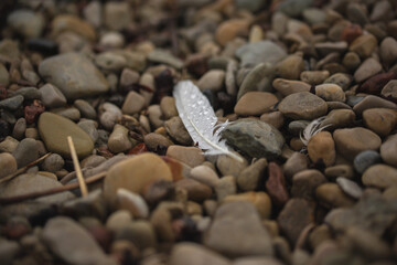 Feather on beach