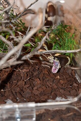 my lovely californian  king snake 